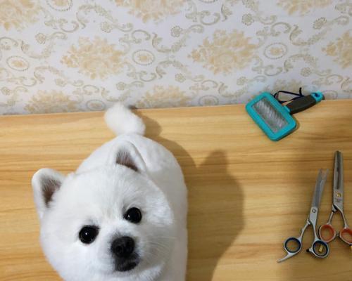 给狗狗修毛有什么好处？如何选择合适的修毛服务？