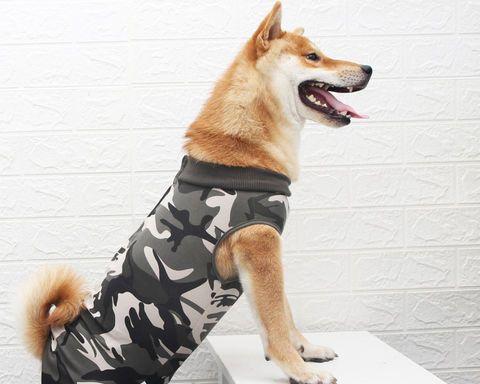 给狗狗做绝育手术需要准备什么？手术后如何照顾狗狗？