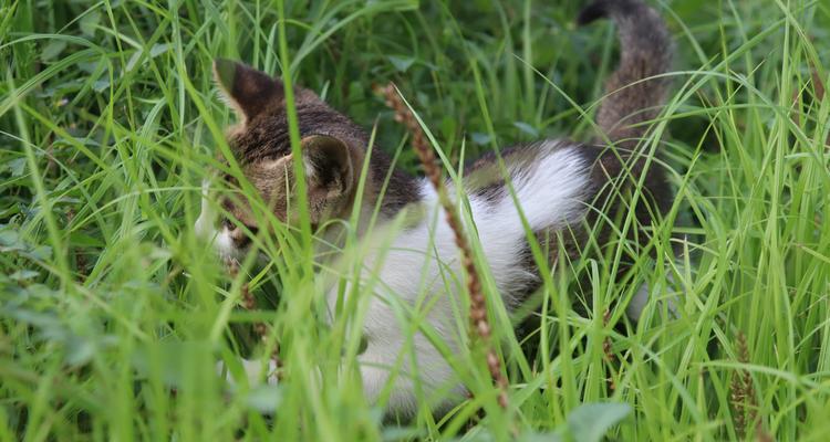 给猫吃什么草都可以吗？了解猫咪草食的正确选择