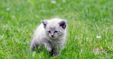 给猫吃什么草都可以吗？了解猫咪草食的正确选择