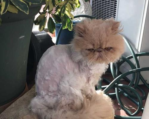 给猫咪剃毛后猫一直舔怎么办？如何防止猫咪舔毛？