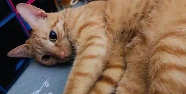 给猫咪剃毛后猫一直舔怎么办？如何防止猫咪舔毛？