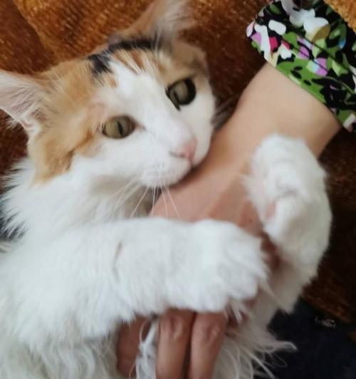 给猫咪剃毛后猫一直舔怎么办？如何防止猫咪舔毛？