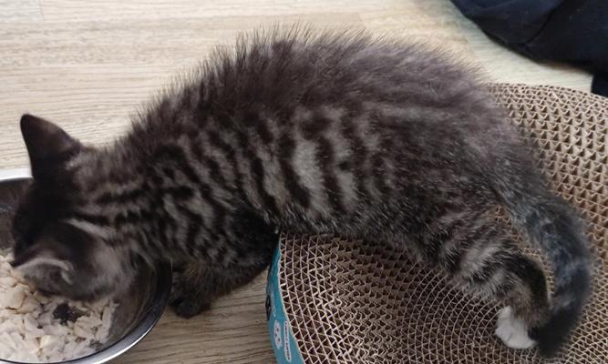 给猫咪喂食羊奶导致拉稀便怎么办？如何预防和处理？