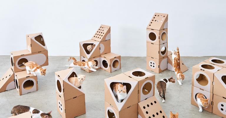 如何给猫咪做一个玩具纸箱？纸箱玩具制作常见问题解答？