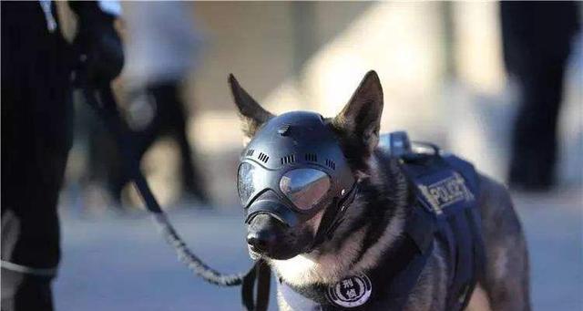 工作犬证书如何办理？需要哪些步骤和材料？