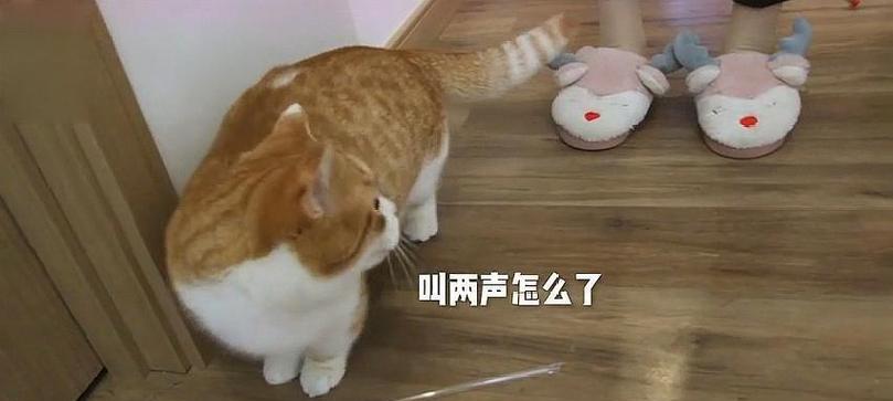公猫发情不配会怎么样？不配种的后果是什么？