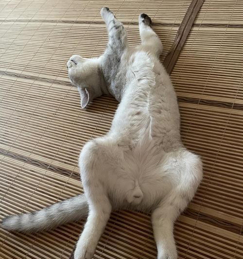 公猫和母猫如何通过图片区分？识别性别有哪些技巧？
