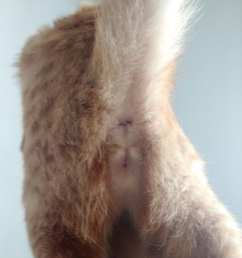 公猫和母猫如何通过图片区分？识别性别有哪些技巧？