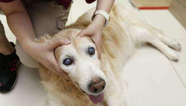 公犬阴囊炎是怎么得的？如何预防和治疗？