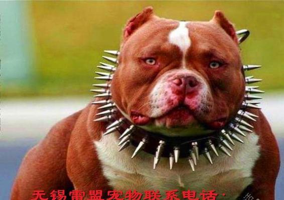 公犬阴囊炎是怎么得的？如何预防和治疗？