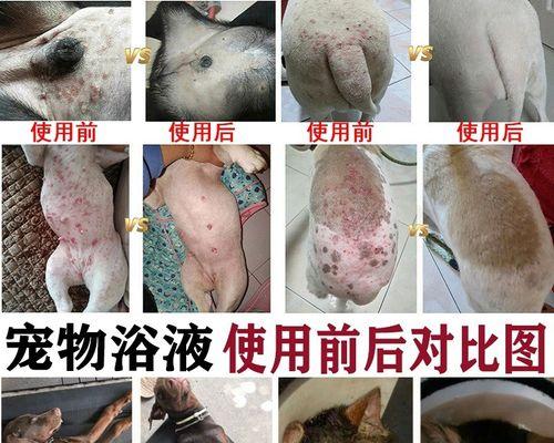 4个月小狗长螨虫了怎么办？有效治疗方法是什么？