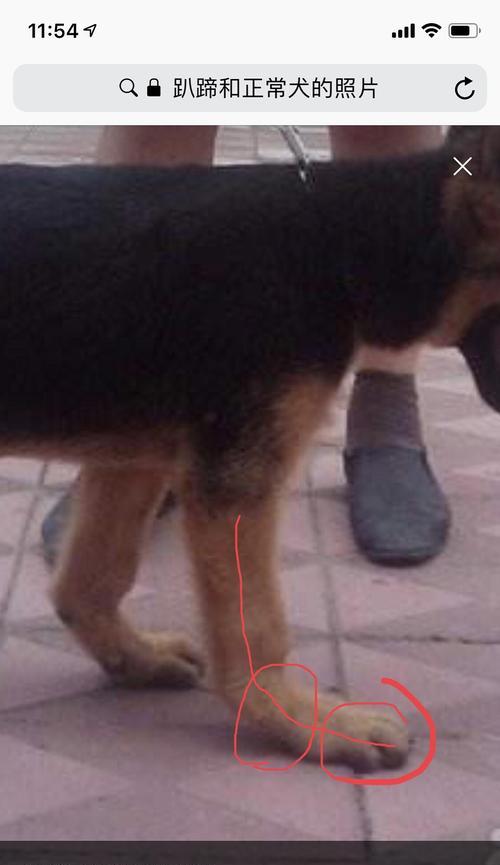 4个月小狗趴蹄是什么原因？如何正确处理？