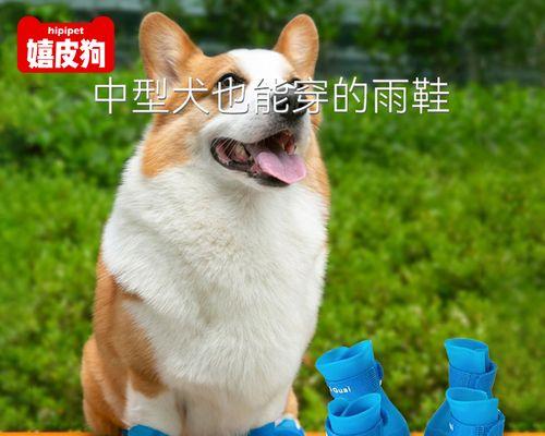 狗狗脚部受伤出血如何处理？紧急护理措施是什么？