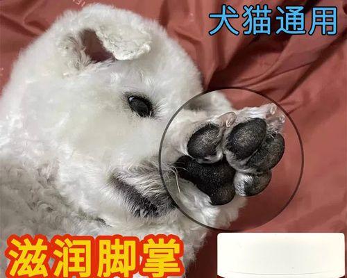 狗狗脚部受伤出血如何处理？紧急护理措施是什么？