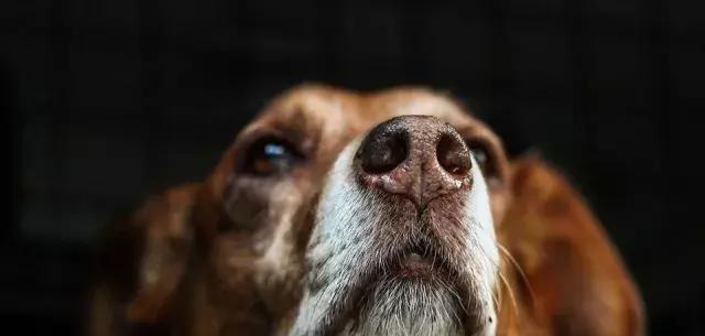 狗狗眼睛受伤了怎么处理？如何预防眼部伤害？