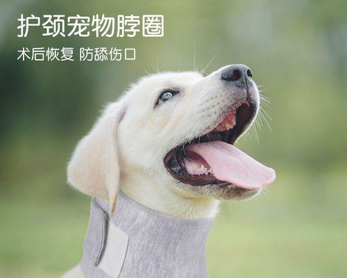 狗脖子出现肿块是什么原因？如何处理？