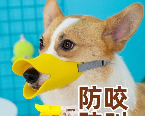 狗产后抽搐要怎么治疗？有哪些有效的治疗方法？