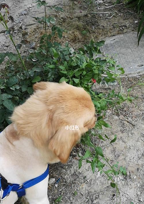 狗为什么吃草和树叶？是健康问题吗？