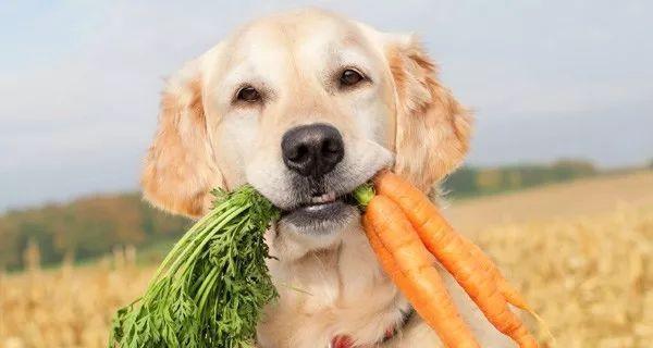 狗狗误食头发怎么办？如何安全处理？