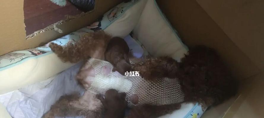 狗吃什么食物可以增加奶水？下奶效果最好的食物是什么？