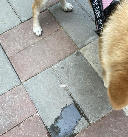 狗吃自己的粪便怎么办？如何有效阻止这一行为？