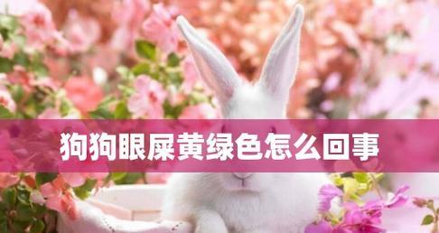 狗狗眼屎多不进食怎么办？有效解决方法有哪些？