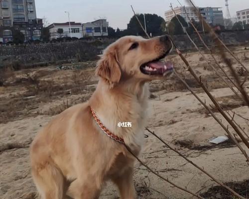 狗打架是因为什么原因？如何预防和解决宠物间的冲突？