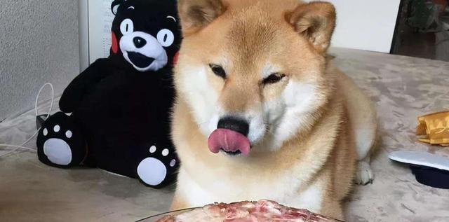 狗蛋黄吃多了会得什么病？如何正确喂食狗蛋黄？