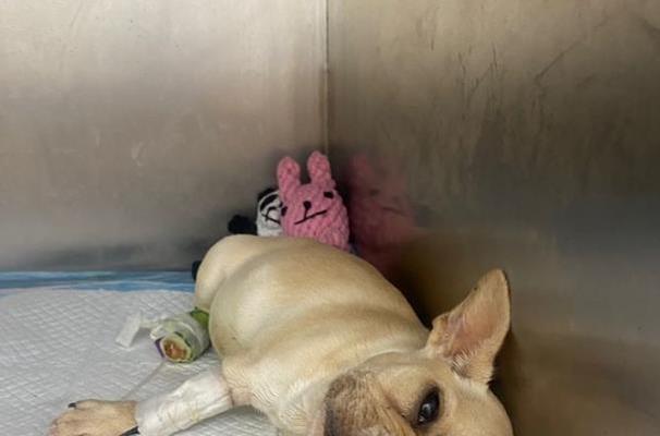 狗得犬瘟死了怎么处理？宠物主人应采取哪些措施？