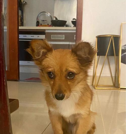 狗的鼻子为什么是花的？揭秘犬类嗅觉的奥秘