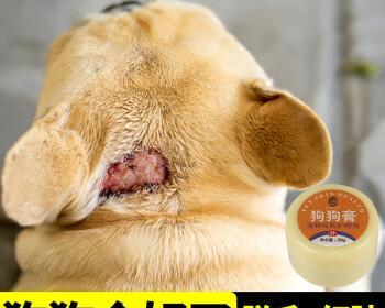 狗的湿疹怎么治疗？有效家庭疗法有哪些？