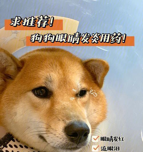 狗的视力比人好吗？揭秘狗狗视觉的奥秘！