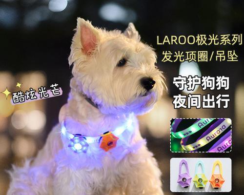 狗的项圈选择有哪些讲究？如何挑选适合宠物的项圈？
