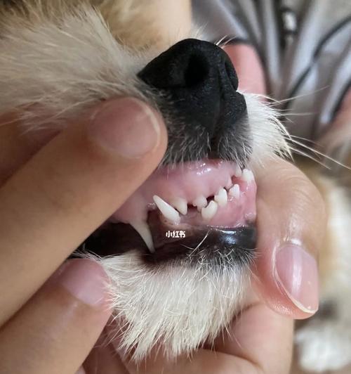 狗的牙齿活动了怎么办？如何处理宠物牙齿问题？