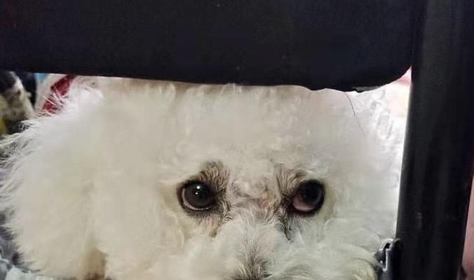 狗的眼白变红了怎么办？可能的原因和处理方法是什么？