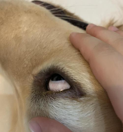 狗的眼白变红了怎么办？可能的原因和处理方法是什么？