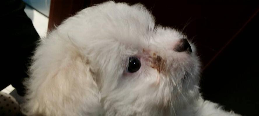 狗的眼睛被打肿用什么药？如何快速缓解肿胀？