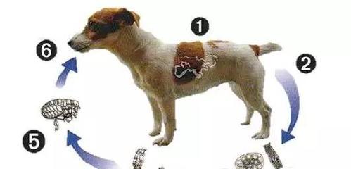狗的趾间性皮炎怎么治？有效治疗方法有哪些？