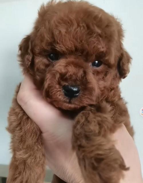 狗掉毛是什么原因科学？如何科学解决宠物掉毛问题？