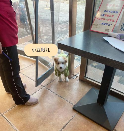 狗儿病了不小便怎么办？宠物医生的建议是什么？