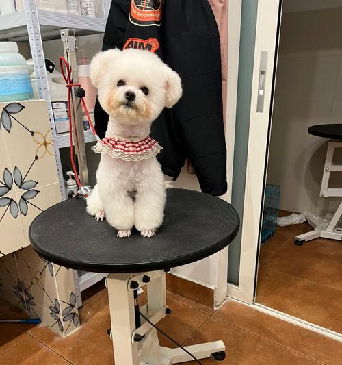 狗耳朵不立用什么工具？如何帮助狗狗耳朵竖立？