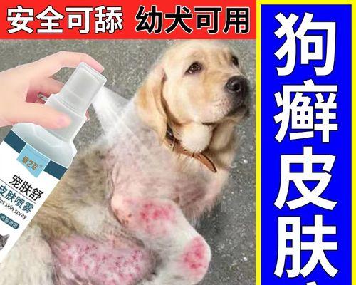 狗狗螨虫感染的症状有哪些？如何有效治疗？