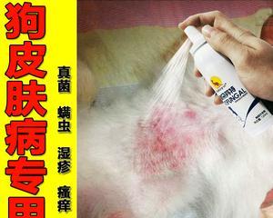 狗狗螨虫感染的症状有哪些？如何有效治疗？