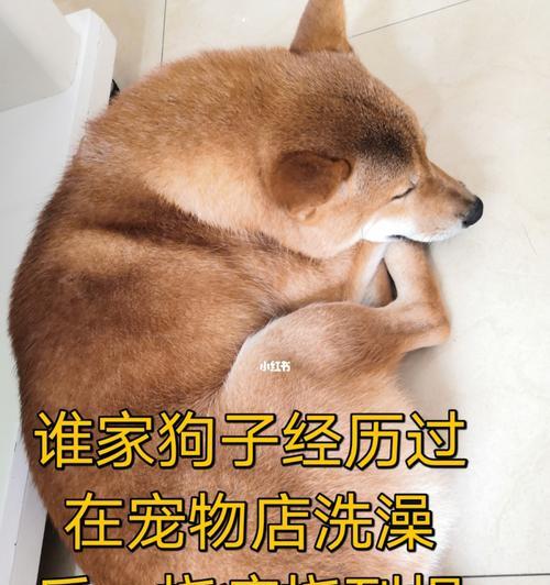 狗狗3个月大可以洗澡吗？洗澡注意事项有哪些？