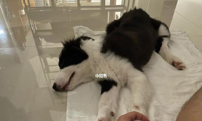 狗狗40天龄是否适合接种疫苗？常见问题解答