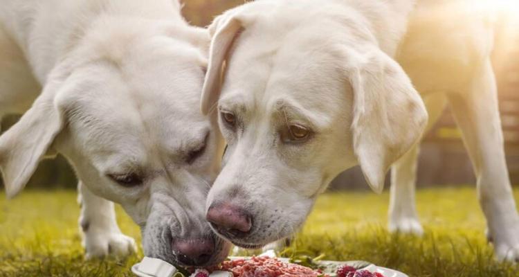 狗狗4个月一天应该吃多少食物？喂食量和营养需求解析？