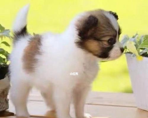 6个月大的狗狗还能继续长高吗？常见问题解答
