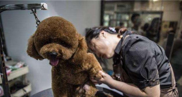 狗狗pp要挤什么东西？如何正确处理犬类肛腺？