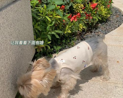 狗狗pp要挤什么东西？如何正确处理犬类肛腺？